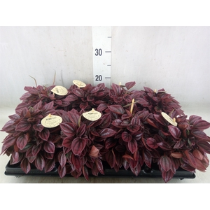 Peperomia
