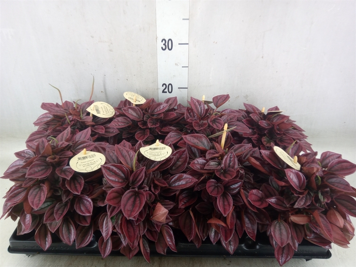 <h4>Peperomia</h4>
