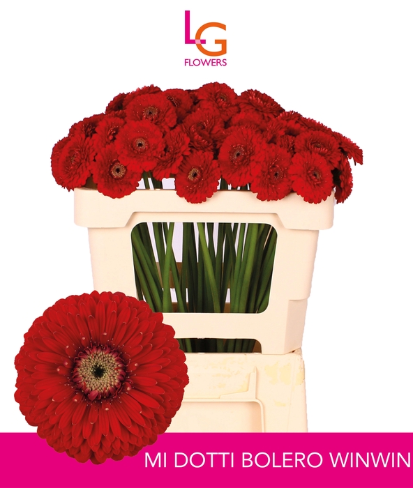 <h4>GE MB BOL WINWIN</h4>