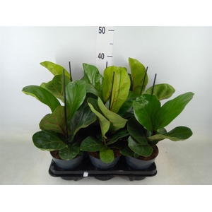 Ficus lyrata 'Bambino'