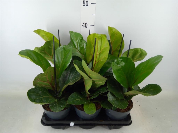 <h4>Ficus lyrata 'Bambino'</h4>