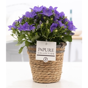 Campanula 'Napoli' Pure Basket