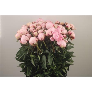 Paeo L Reine Hortens Ex