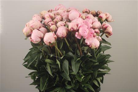 <h4>Paeo L Reine Hortens Ex</h4>