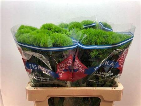 <h4>Di Barb Kiwi Mellow 60cm</h4>