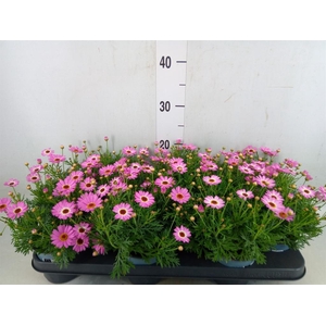 Argyranthemum  'Cymbals Light Pink'