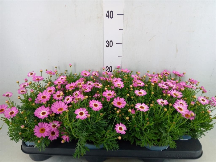 <h4>Argyranthemum  'Cymbals Light Pink'</h4>