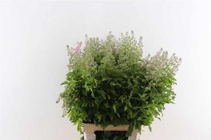 <h4>Spiraea Pink Innocence 80cm</h4>