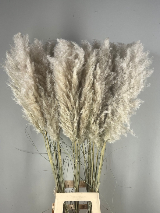 <h4>DF Pampas 115cm Hollands</h4>