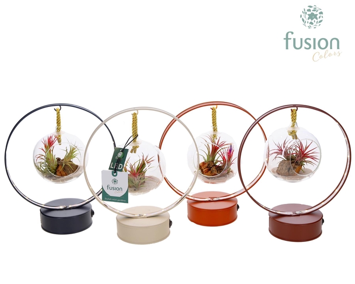 <h4>LED planter zink boog met Air Tillandsia</h4>