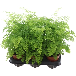 Adiantum Fragrans