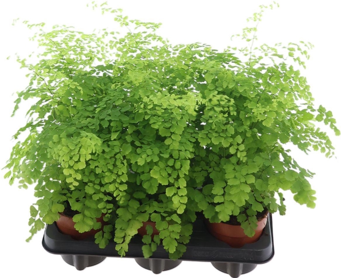 <h4>Adiantum Fragrans</h4>