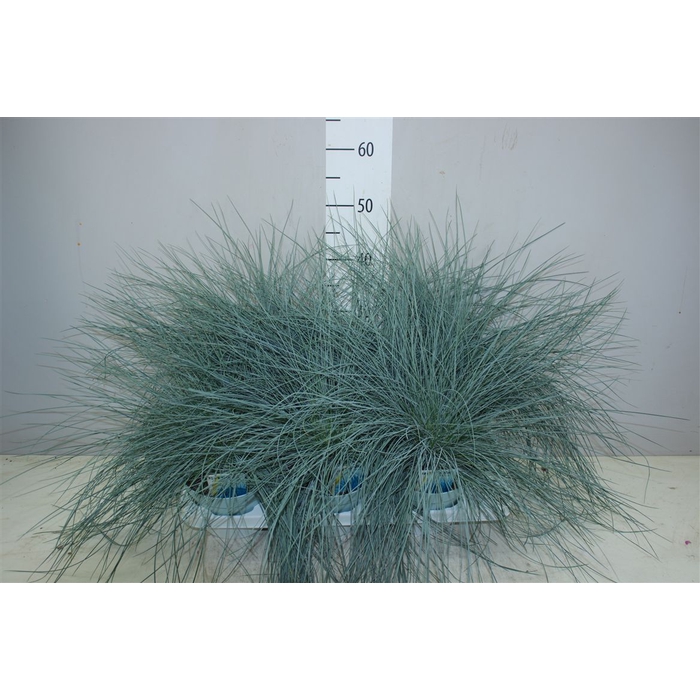 <h4>Festuca Gl. Intense Blue</h4>