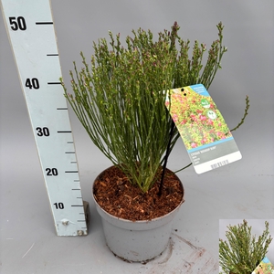 CYTI PR BOSKOOP RUBY