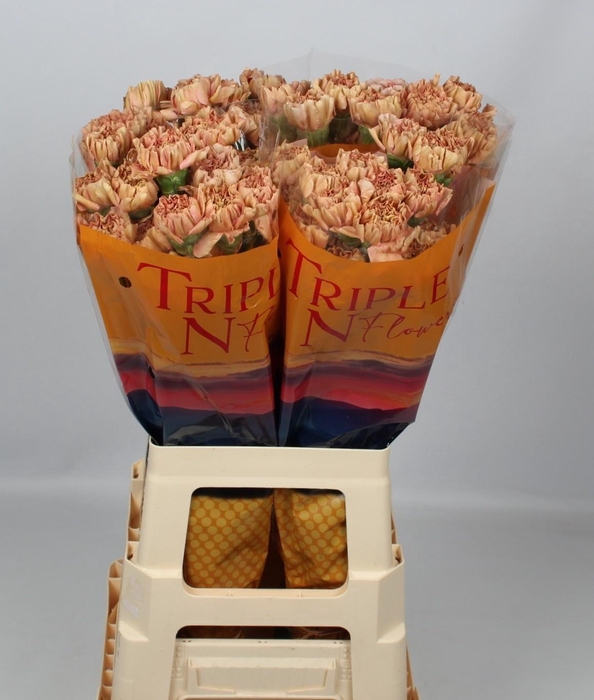 <h4>DI ST SAONA+</h4>