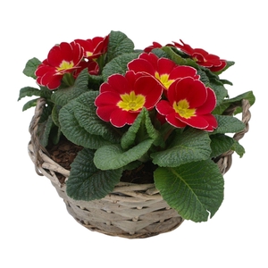 Primula Chipwood 3x prim op kleur 571