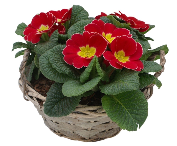 <h4>Primula Chipwood 3x prim op kleur 571</h4>