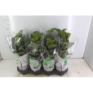 FICUS LYRATA BAMBINO P15 COMPACTO