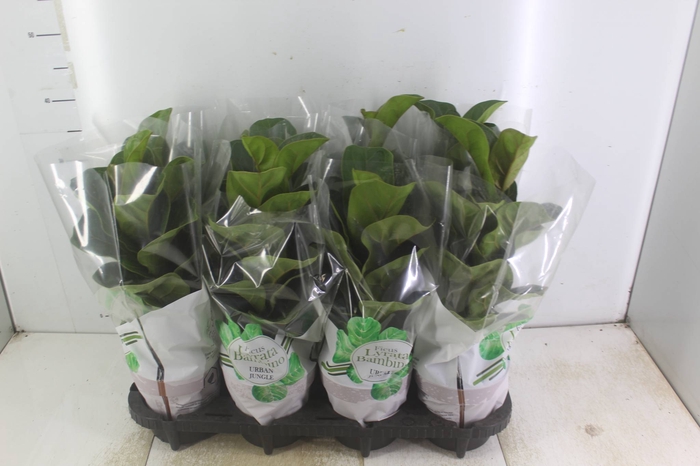 <h4>FICUS LYRATA BAMBINO P15 COMPACTO</h4>