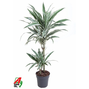 Dracaena White Stripe 45-15