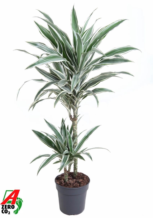 Dracaena White Stripe 45-15