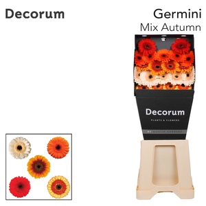 Germini Mix Autumn Diamond per kaart