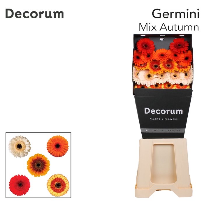 <h4>Germini Mix Autumn Diamond</h4>