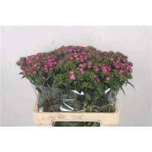 Di Barb Neon Amazone Pink