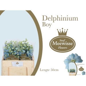 DELPH DU DEWI BOY