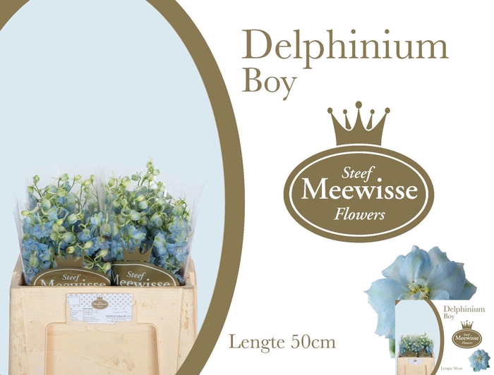 <h4>DELPH DU DEWI BOY</h4>