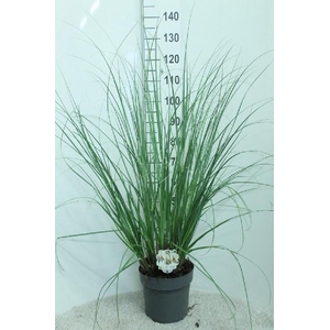 Cortaderia Selloana Junior