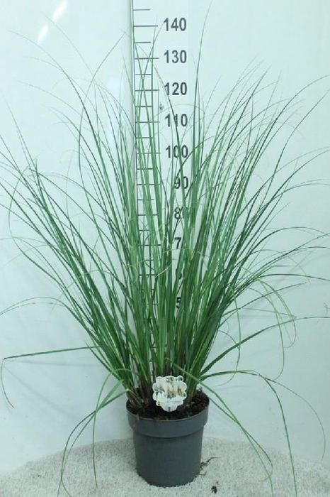<h4>Cortaderia Selloana Junior</h4>