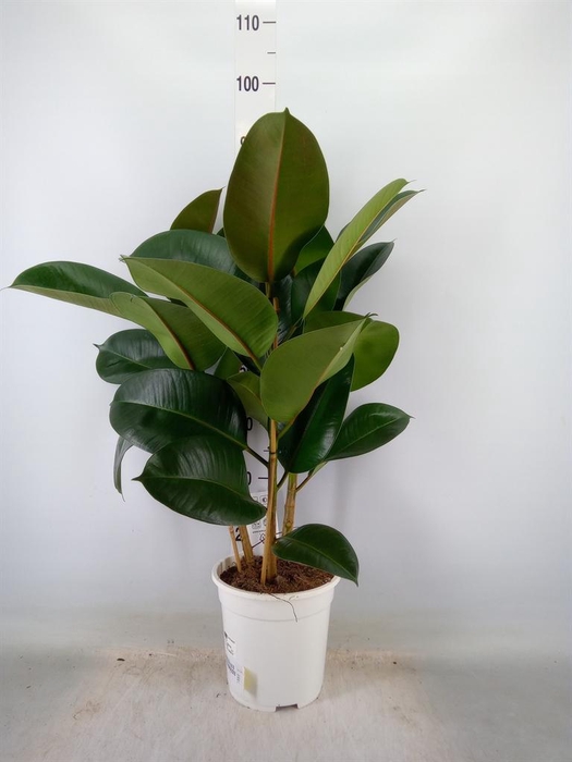 <h4>Ficus   ...</h4>