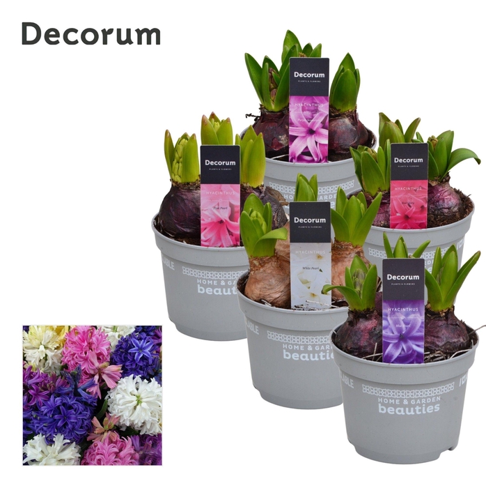 <h4>Hyacint Gemengd 5 Kleuren</h4>