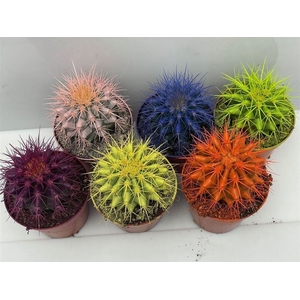 Cactus versierd