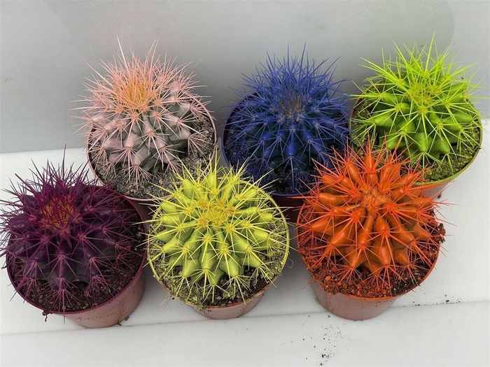 <h4>Cactus versierd</h4>
