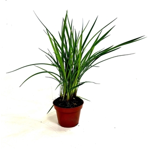 Dianella Coolvista p10,5
