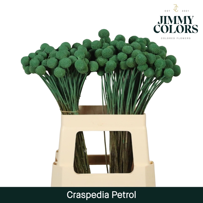 <h4>Craspedia L60 Petrol</h4>