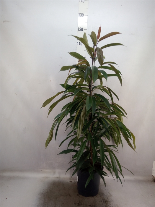 <h4>Ficus binn. 'Amstel King'</h4>