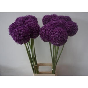 ALLIUM AMBASSADOR