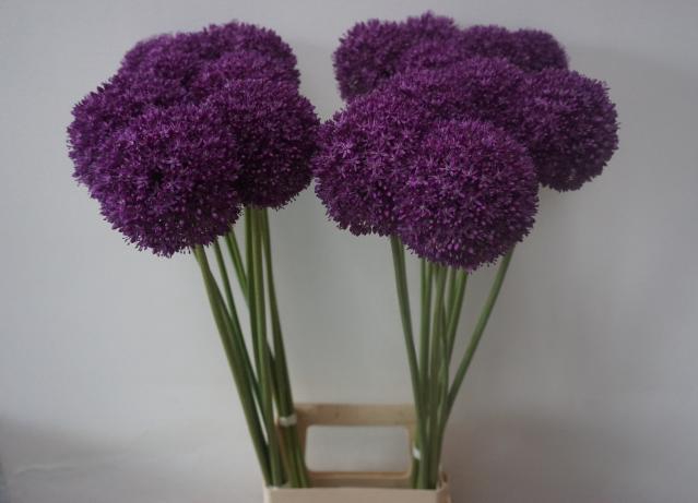 <h4>ALLIUM AMBASSADOR</h4>