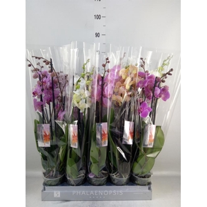 Phalaenopsis   ...mix  7