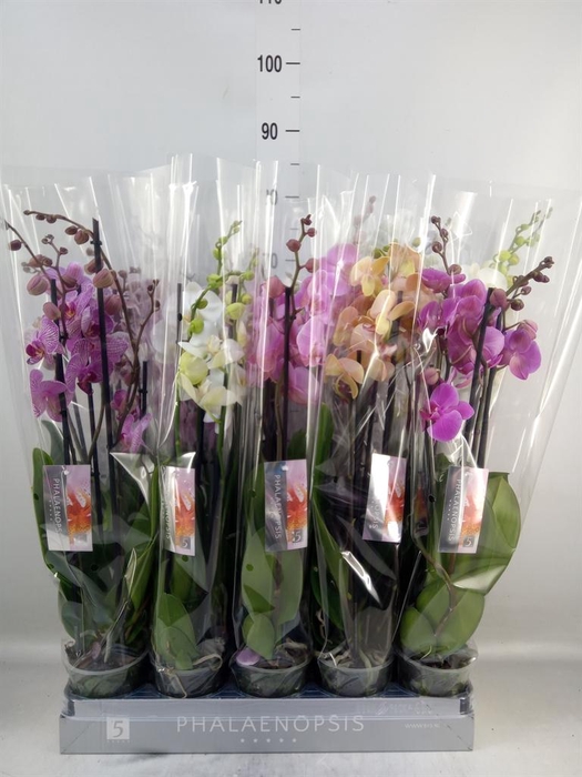 <h4>Phalaenopsis   ...mix  7</h4>