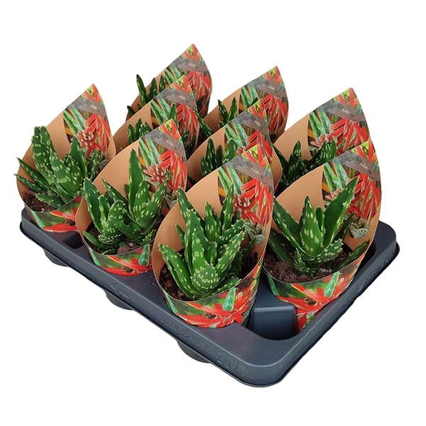 <h4>ALOE MITRIFORMIS - POT Ø 10,5 WITH POTCOVER (SUCCULENTEN)</h4>