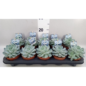 Echeveria   ...