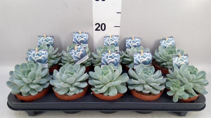 <h4>Echeveria ...</h4>