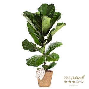 FICUS LYRATA P17 COCOZ