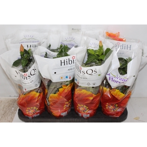 COLEUS P15