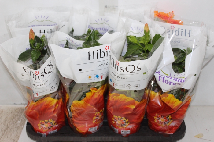 <h4>COLEUS P15</h4>