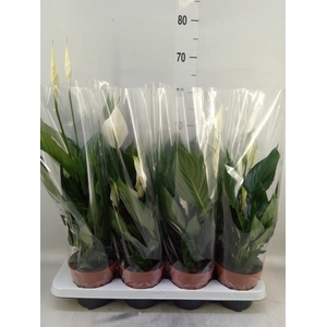 Spathiphyllum  'Sweet Chico'